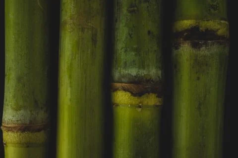 Sugar Cane macro close up Stock Photos