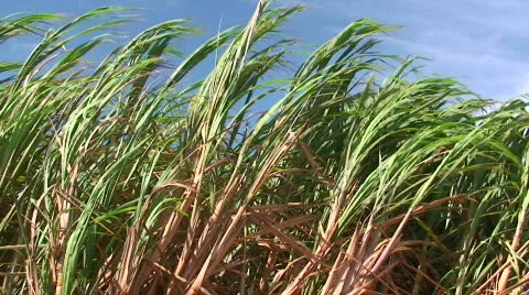 Sugar cane maui Stock Footage 587049