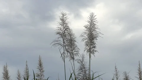Sugar cane medium Stock Footage 126879460