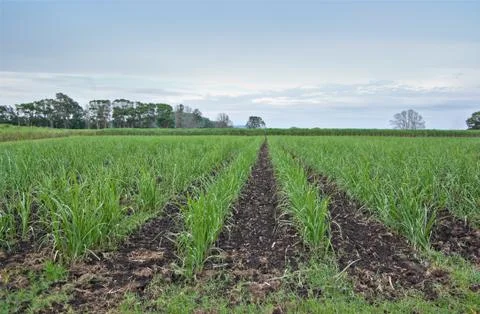 Sugar cane Stock Photos