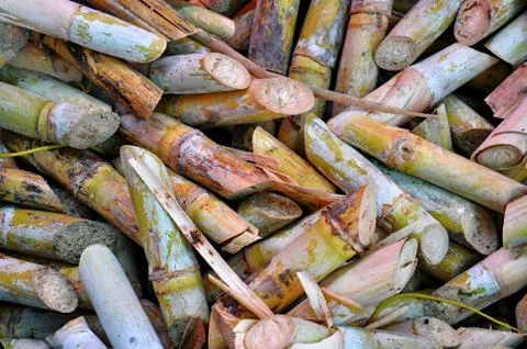 Sugar cane Stock Photos