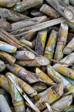 Sugar cane Stock Photos