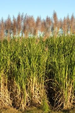 Sugar cane Foto stock