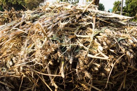 The sugar cane Stock Photos