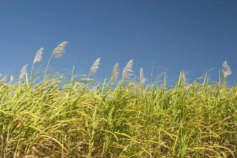 Sugar Cane Foto stock