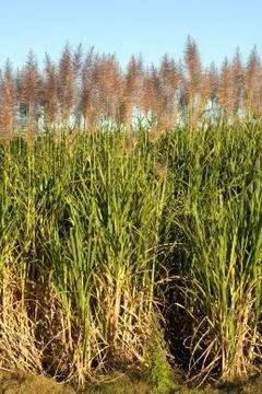 Sugar Cane Stock Photos