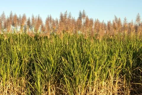 Sugar Cane Stock Photos