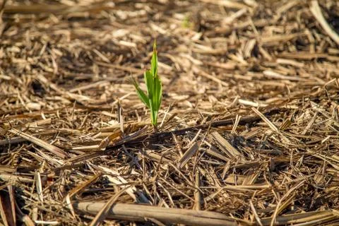 Sugar Cane Stock Photos