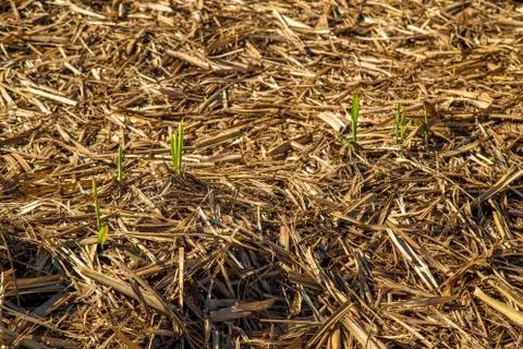 Sugar Cane Stock Photos