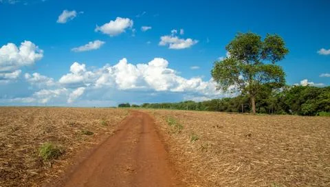 Sugar Cane Stock Photos