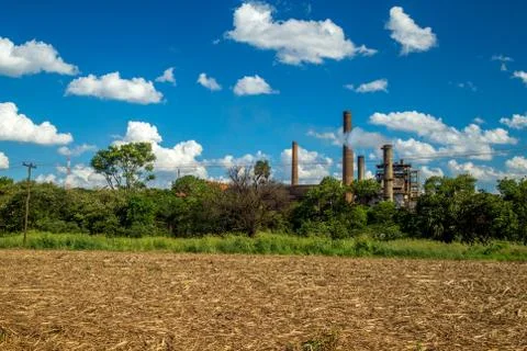 Sugar Cane Stock Photos