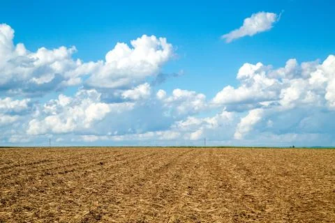 Sugar Cane Stock Photos