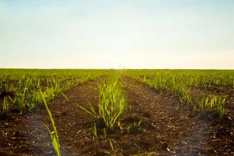 Sugar Cane Stock Photos