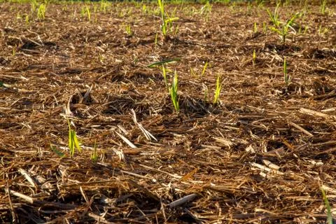Sugar Cane Stock Photos