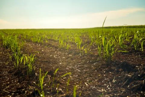 Sugar Cane Stock Photos