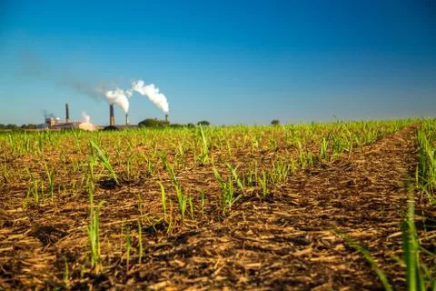 Sugar Cane Foto stock