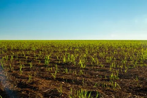 Sugar Cane Stock Photos