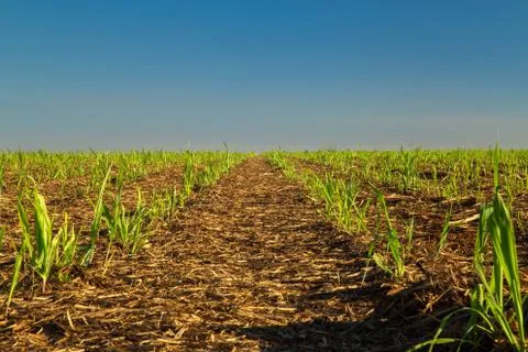 Sugar Cane Foto stock