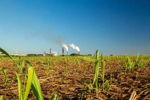 Sugar Cane Stock Photos