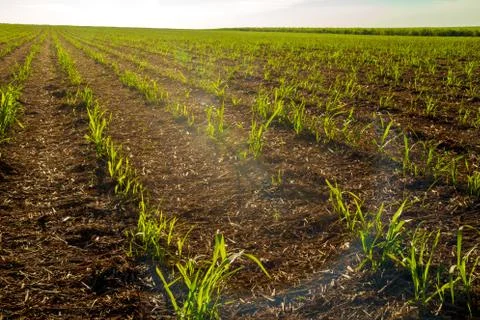 Sugar Cane Foto stock