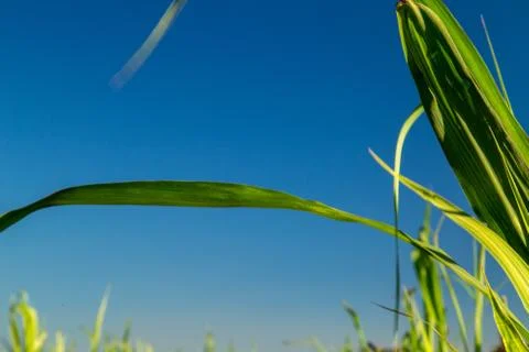 Sugar Cane Stock Photos