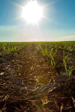 Sugar Cane Stock Photos