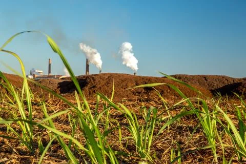Sugar Cane Stock Photos