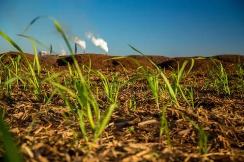 Sugar Cane Stock Photos