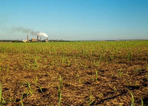 Sugar Cane Stock Photos