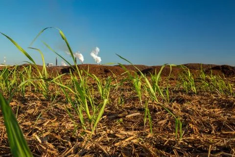 Sugar Cane Foto stock