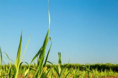 Sugar Cane Stock Photos