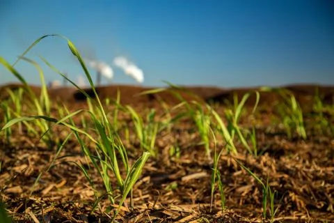 Sugar Cane Stock Photos