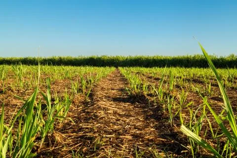 Sugar Cane Stock Photos