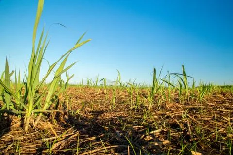 Sugar Cane Foto stock