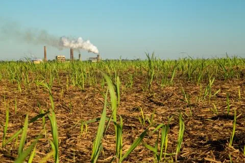 Sugar Cane Stock Photos
