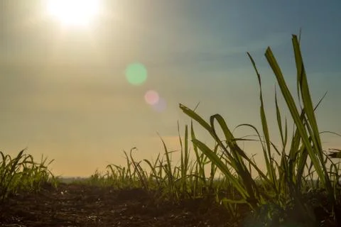 Sugar Cane Stock Photos