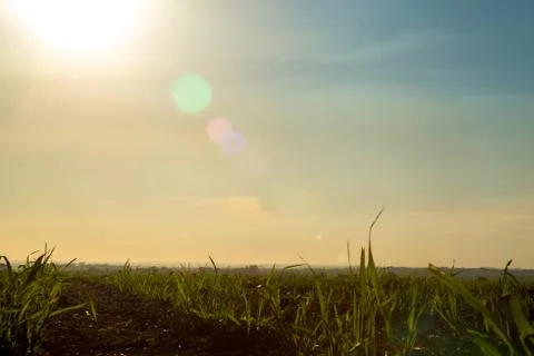Sugar Cane Stock Photos
