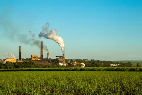 Sugar Cane Stock Photos