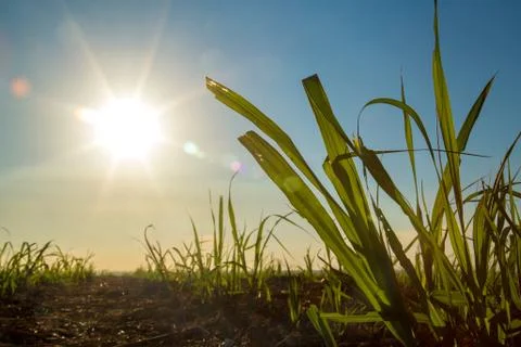 Sugar Cane Stock Photos