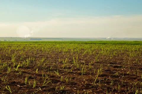 Sugar Cane Foto stock
