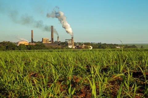 Sugar Cane Stock Photos