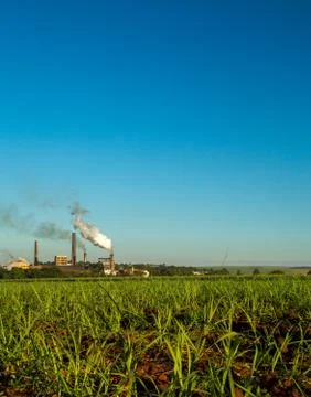 Sugar Cane Stock Photos