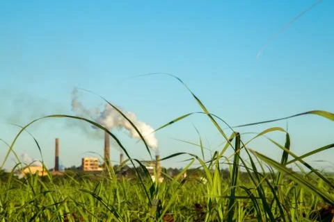 Sugar Cane Stock Photos