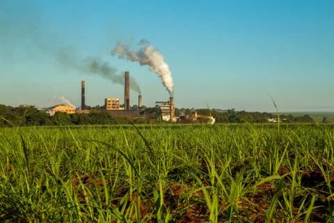 Sugar Cane Foto stock
