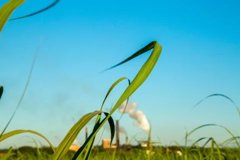 Sugar Cane Stock Photos