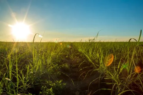 Sugar Cane Stock Photos