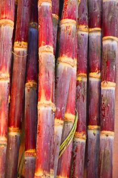 Sugar cane Stock Photos
