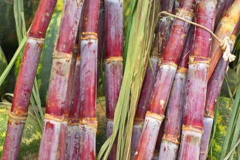 Sugar cane Stock Photos