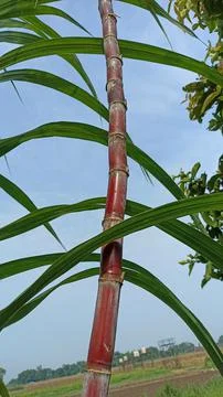 Sugar cane Stock Photos