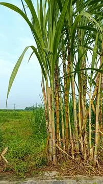Sugar cane Stock Photos